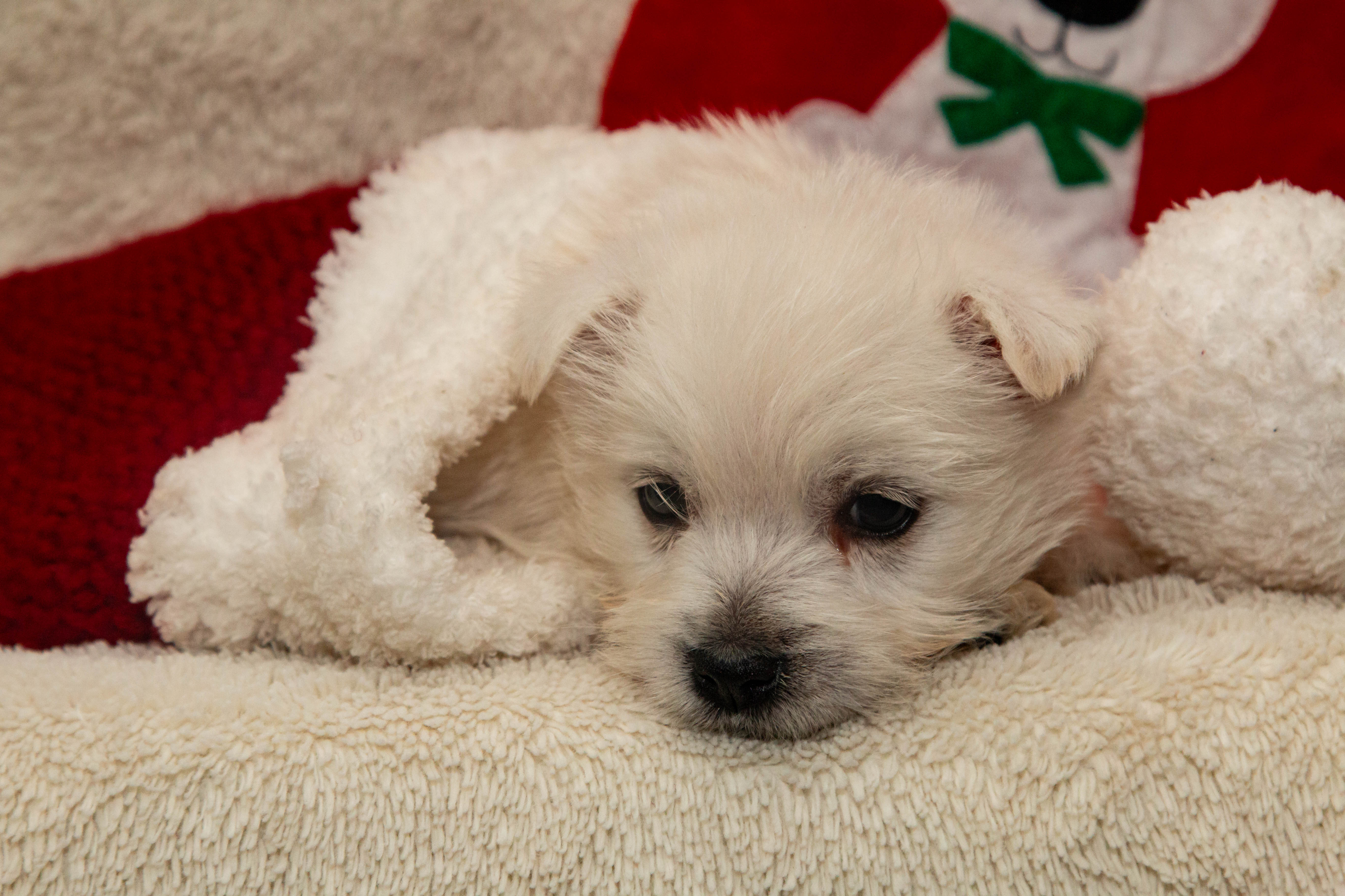 puppy, for, sale, West Highland White Terrier, Amos B. King, dog, breeder, Romney, WV, dog-breeder, puppy-for-sale, forsale, nearby, find, puppyfind, locator, puppylocator, aca